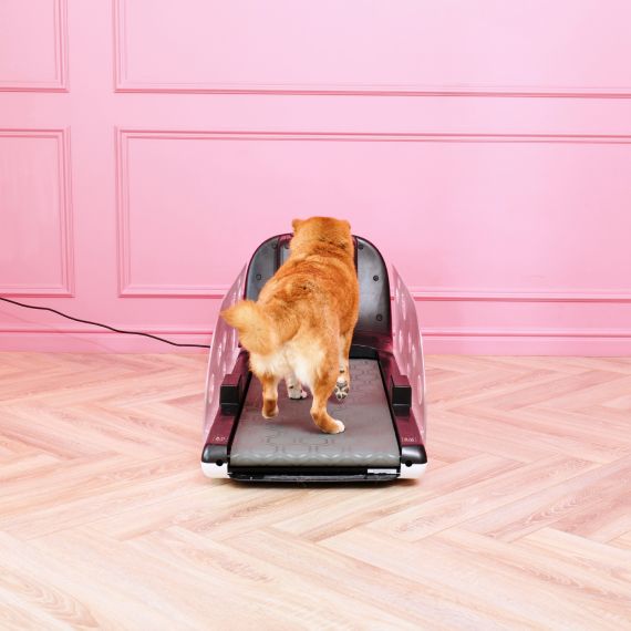 БЕГОВАЯ ДОРОЖКА YESOUL ДЛЯ СОБАК